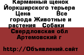 Карманный щенок Йоркширского терьера › Цена ­ 30 000 - Все города Животные и растения » Собаки   . Свердловская обл.,Артемовский г.